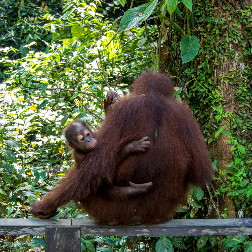 Mother and baby orangutan – Sepilok Orangutan Rehabilitation Center
