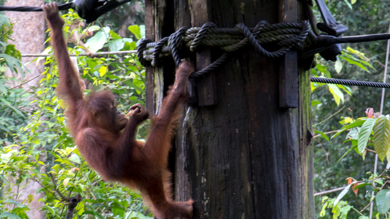 Orangutan – Sepilok Orangutan Rehabilitation Center, Borneo