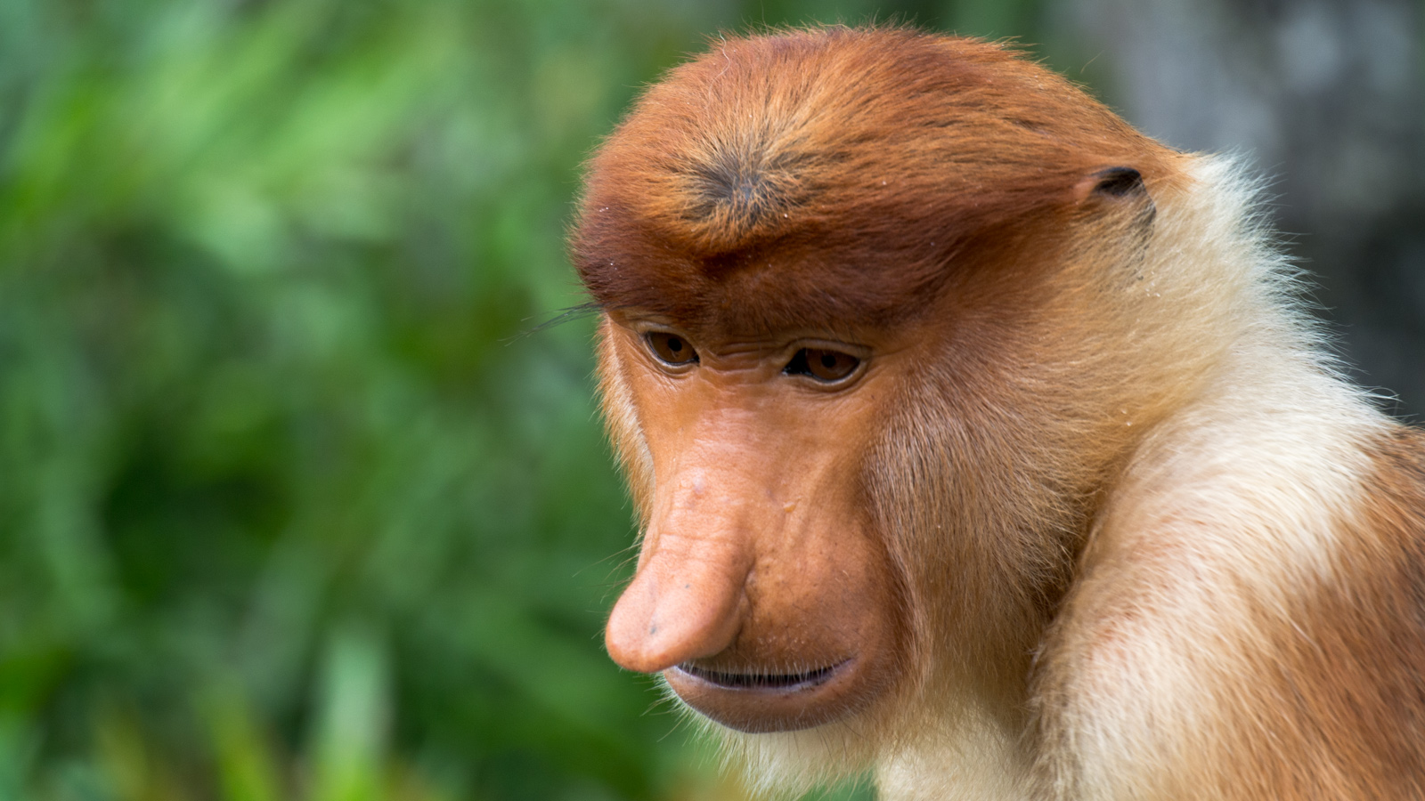 Proboscis Monkey – Sepilok, Borneo