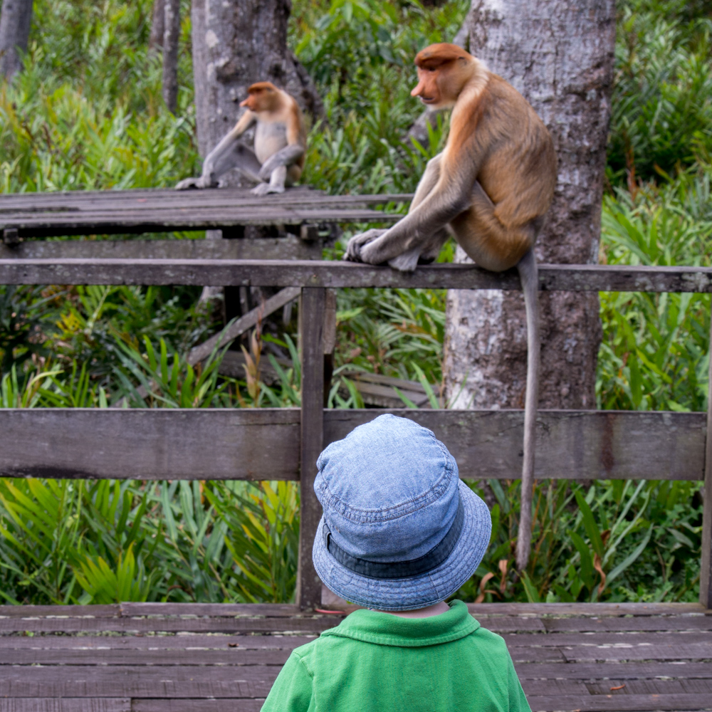 Rowan and proboscis monkies – Sepilok, Borneo