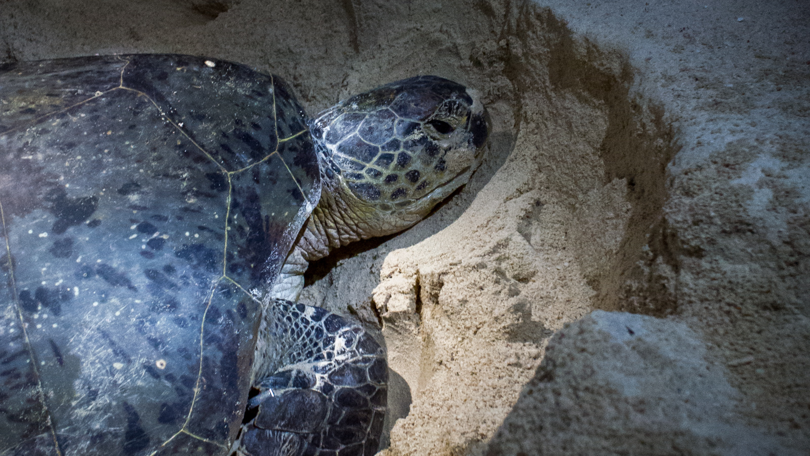 Green sea turtle – Selingan Island, Borneo