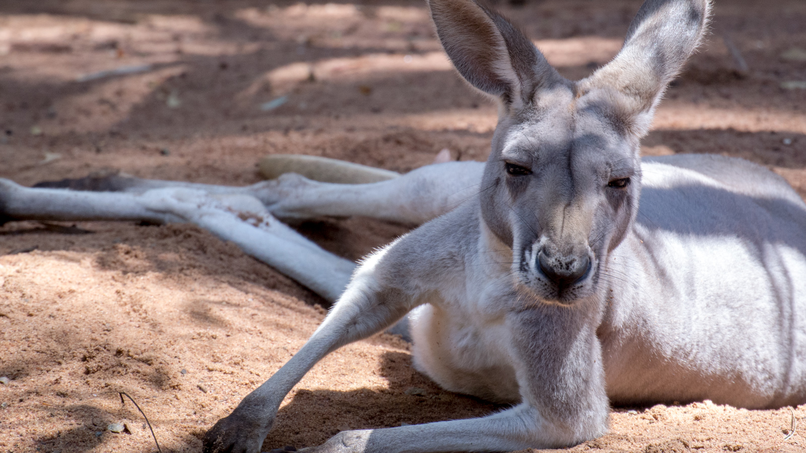 Western Grey Kangaroo – Perth Zoo, Perth, Australia