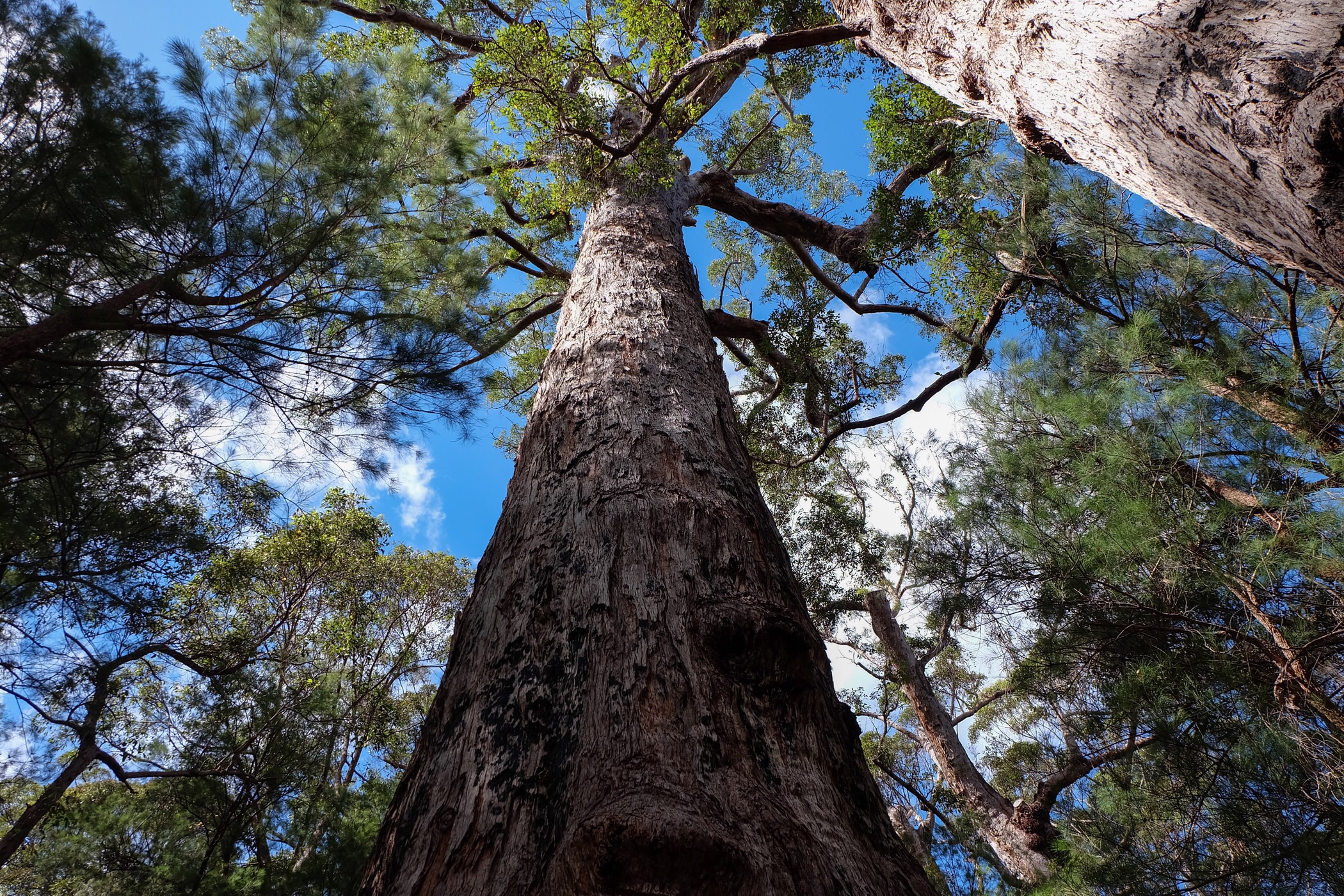 Tingle Tree forest — Walpole, Western Australia