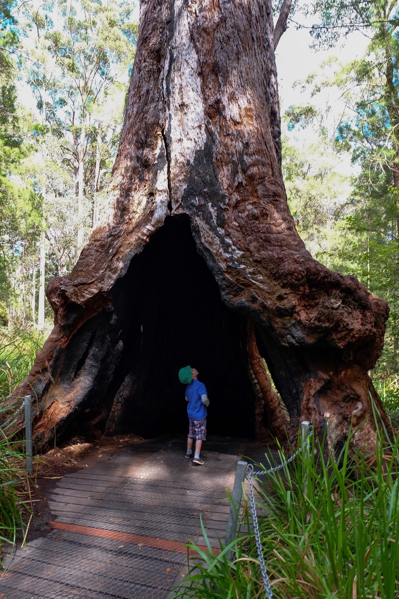 Looking inside a giant tingle tree — Walpole, Western Australia