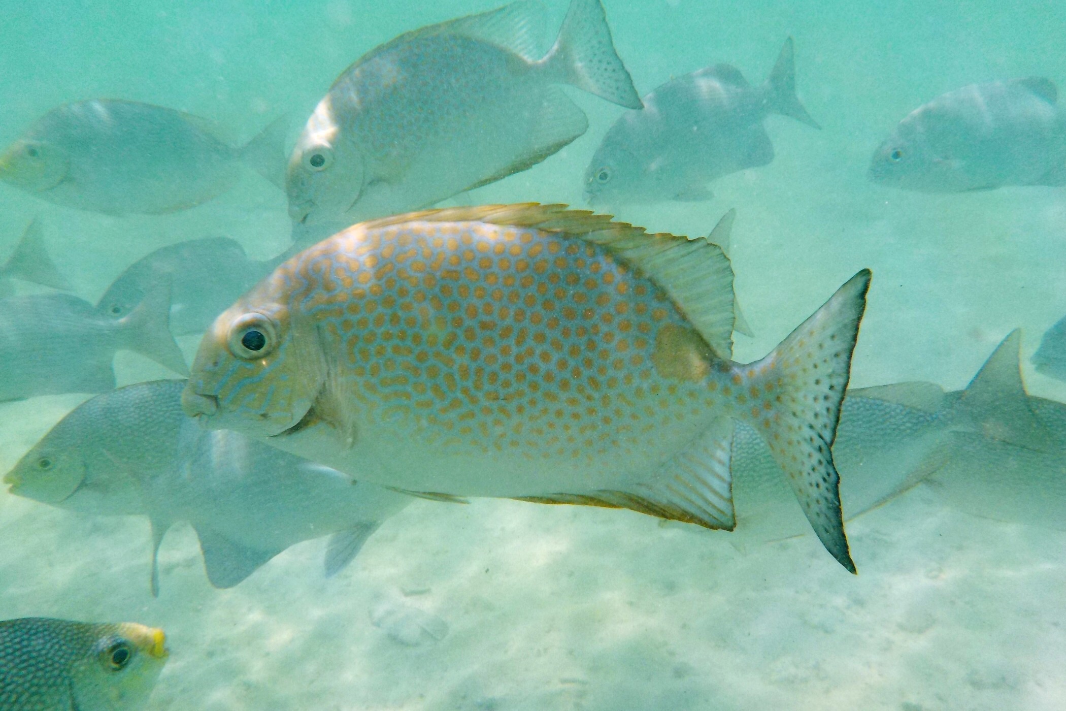 Fish — Palau Payar, Langkawi