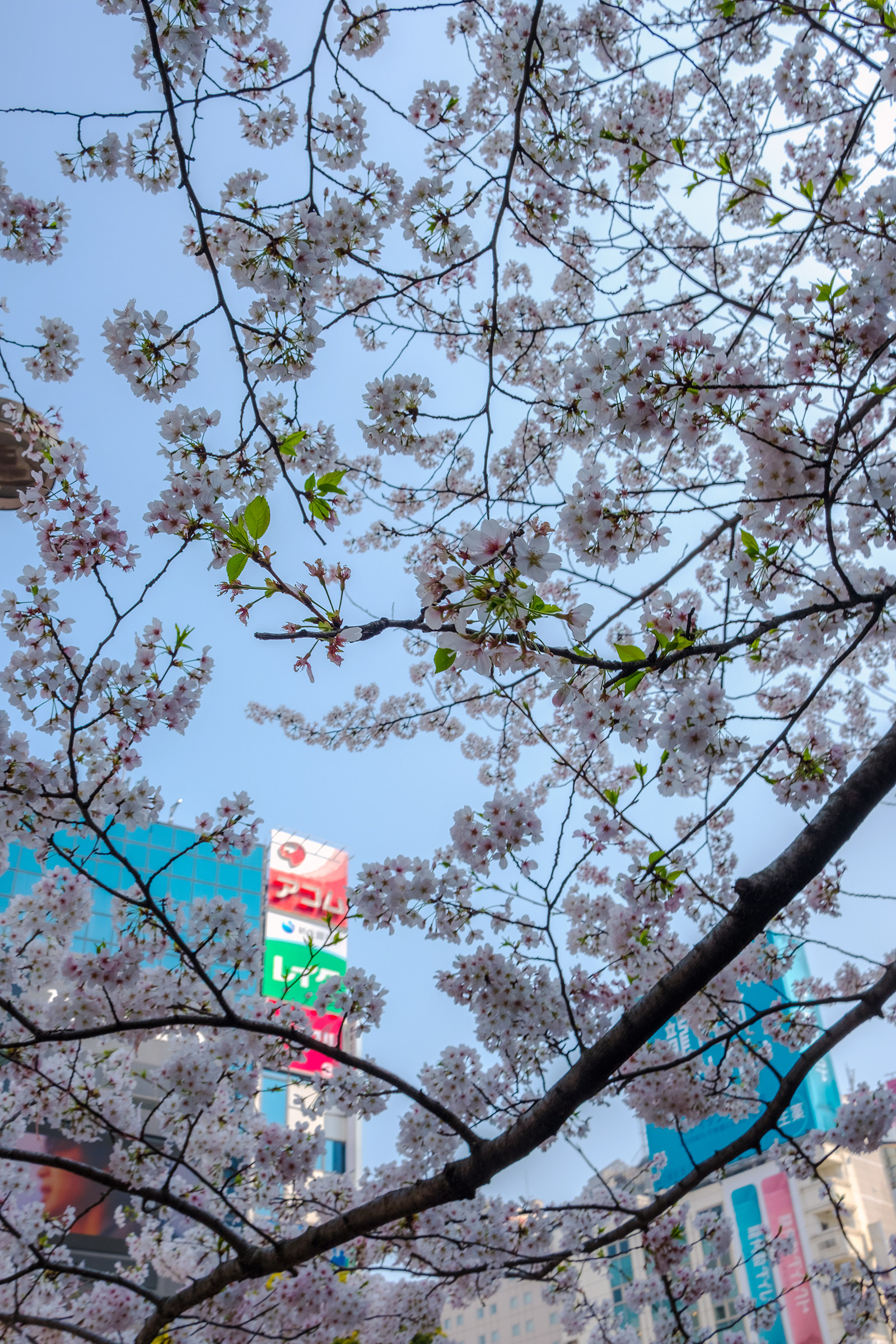 Japan – Tokyo – Shibuya – Cherry Blossoms