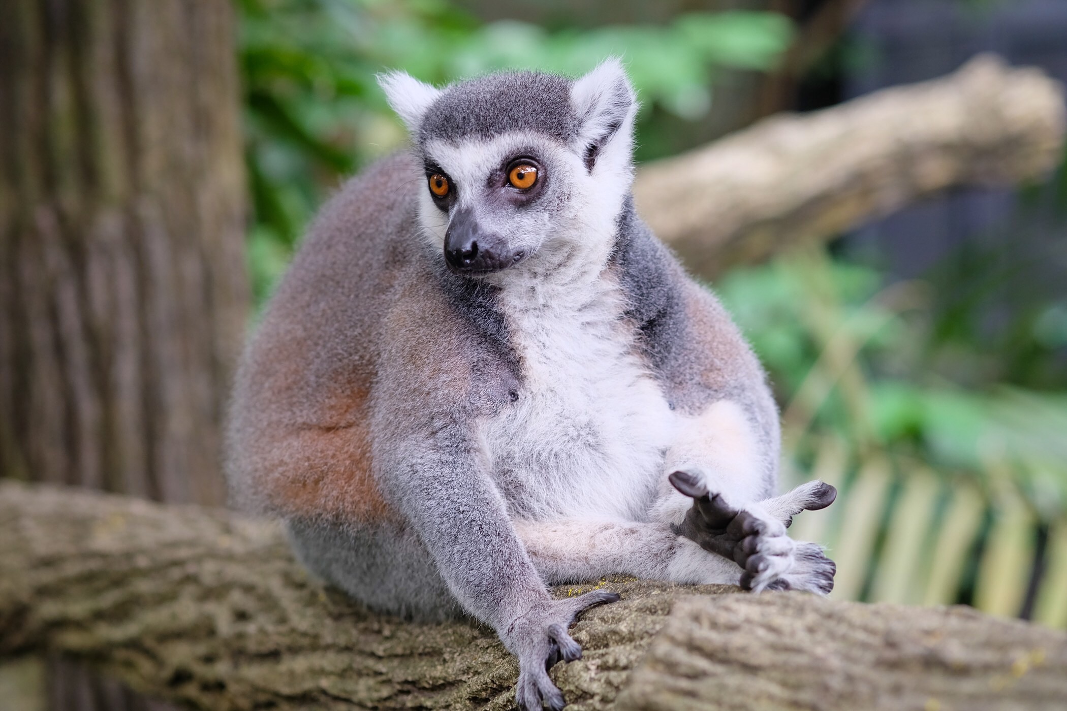 Ring-Tailed Lemur — Singapore Zoo