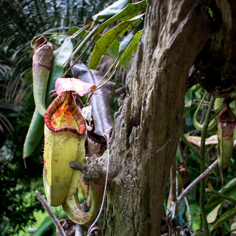 Pitcher Plant – Rainforest Discovery Center, Sepilok, Borneo