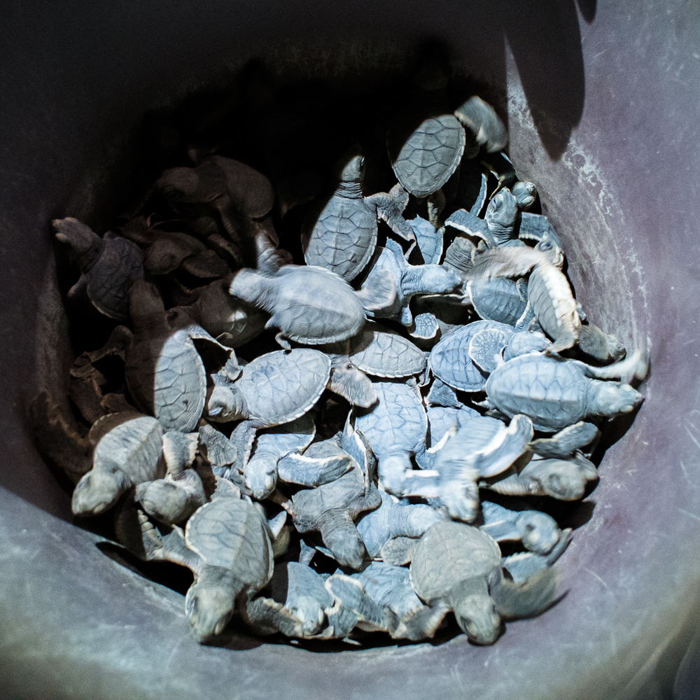 Baby green sea turtles – Selingan Island, Borneo