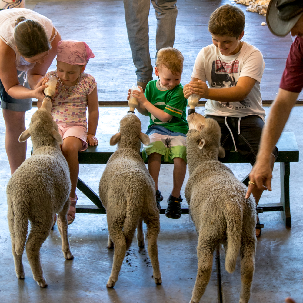 Feeding the lambs – Caversham Wildlife Park, Perth, Australia