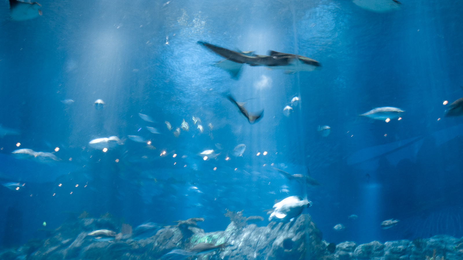 Ocean Park – The Grand Aquarium, Hong Kong