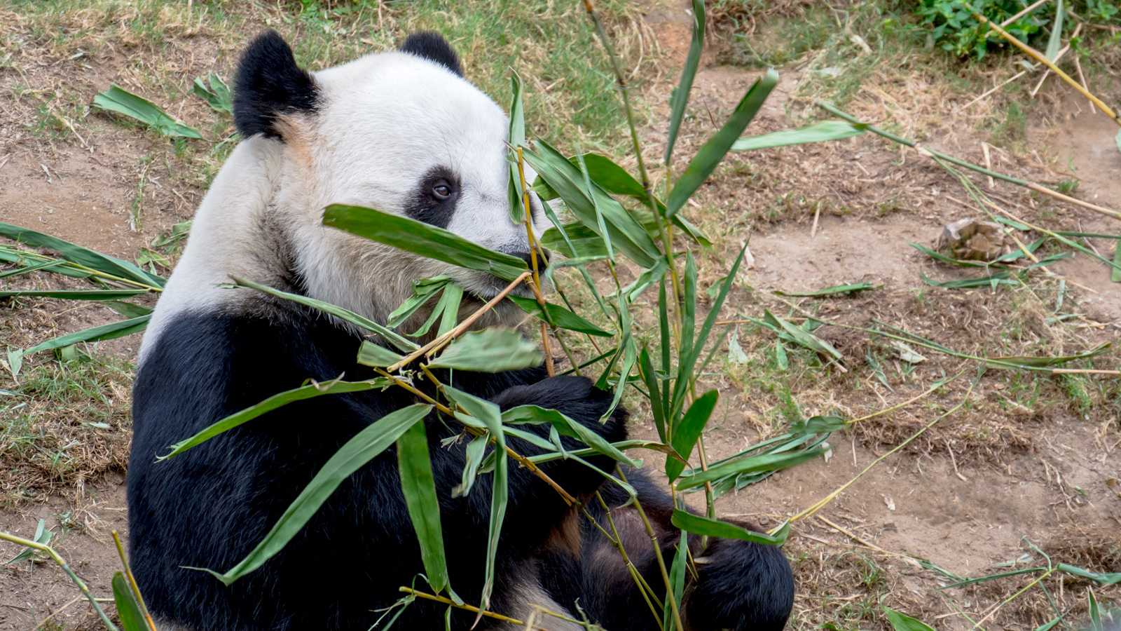 Panda – Ocean Park, Hong Kong