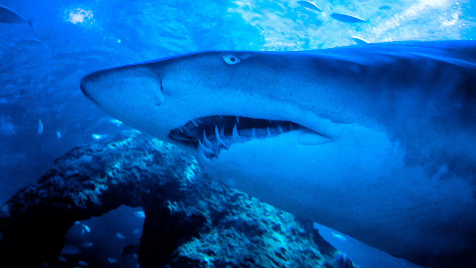 Nurse shark – Aquarium of Western Australia (AQWA)