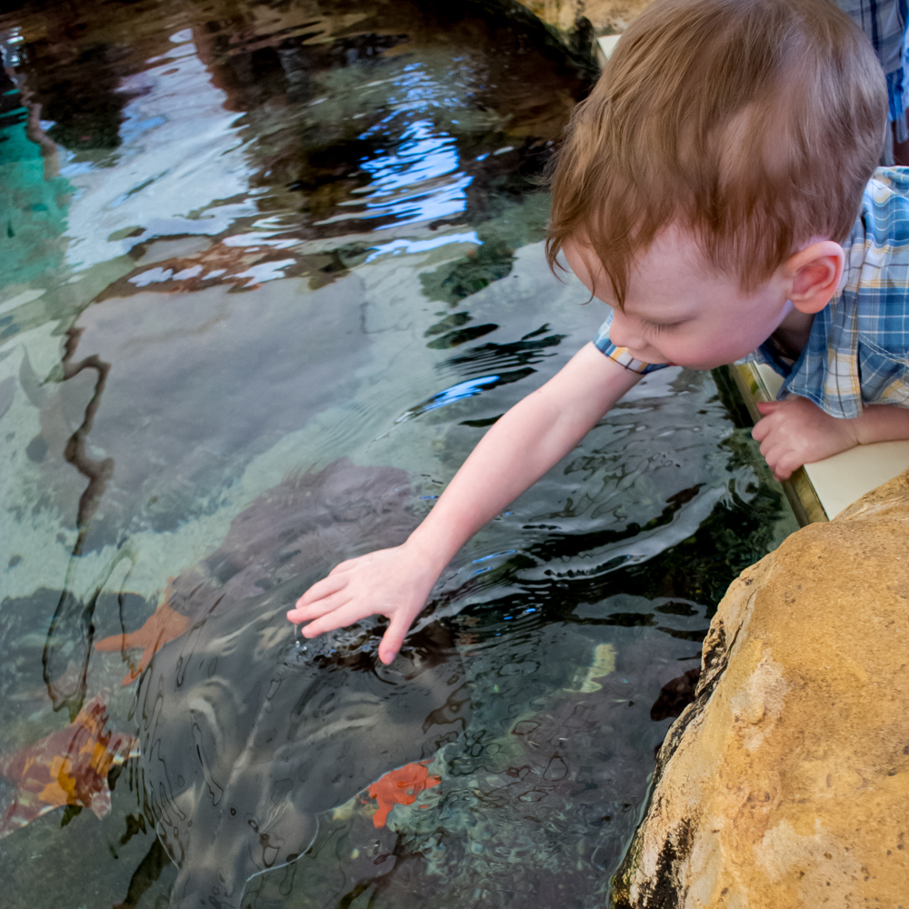Rowan and a stringray – Aquarium of Western Australia (AQWA)