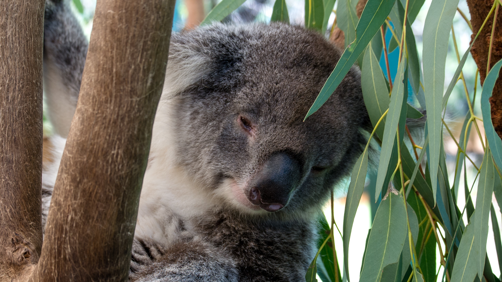Koala – Caversham Wildlife Park, Perth, Australia