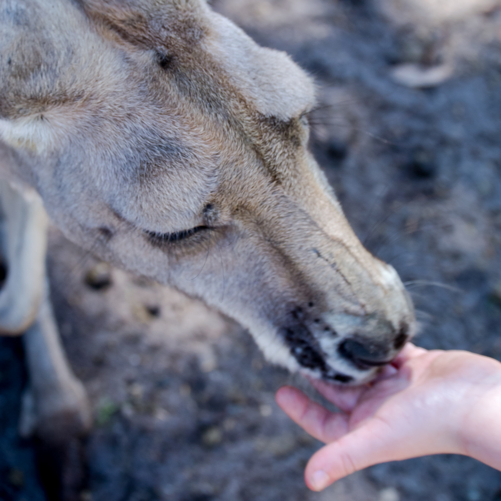 Rowan feeding a kangaroo – Caversham Wildlife Park, Perth, Australia