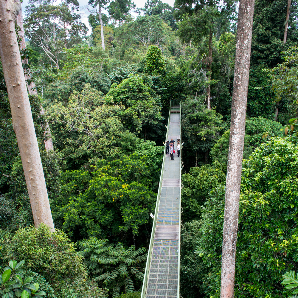 High in the canopy – Rainforest Discovery Center, Sepilok, Borneo