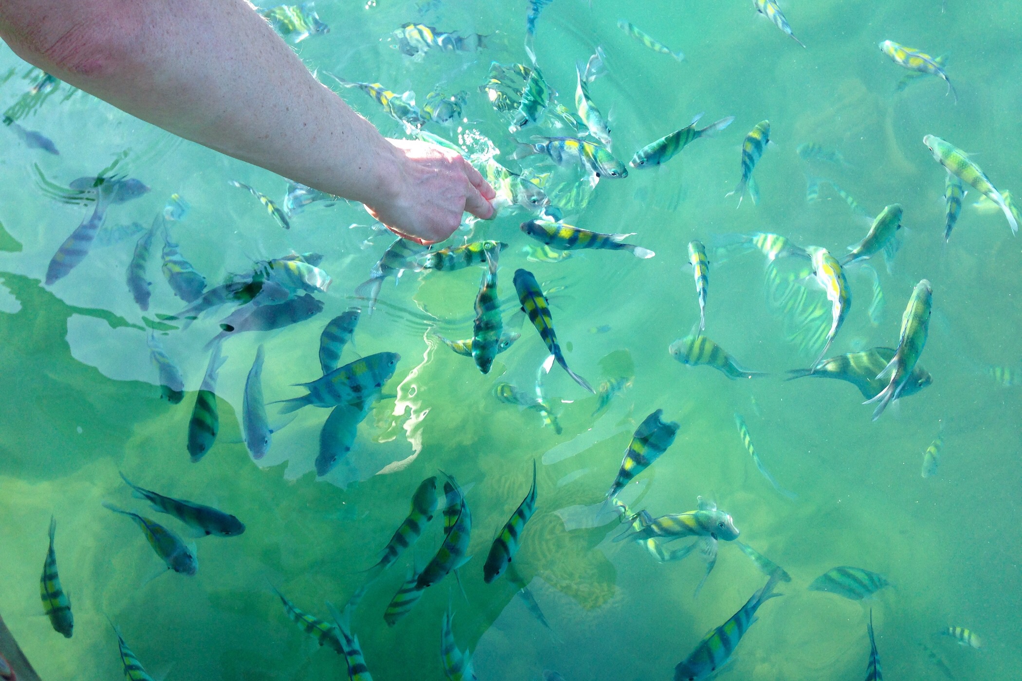 Feeding the Coral fishes — Langkawi