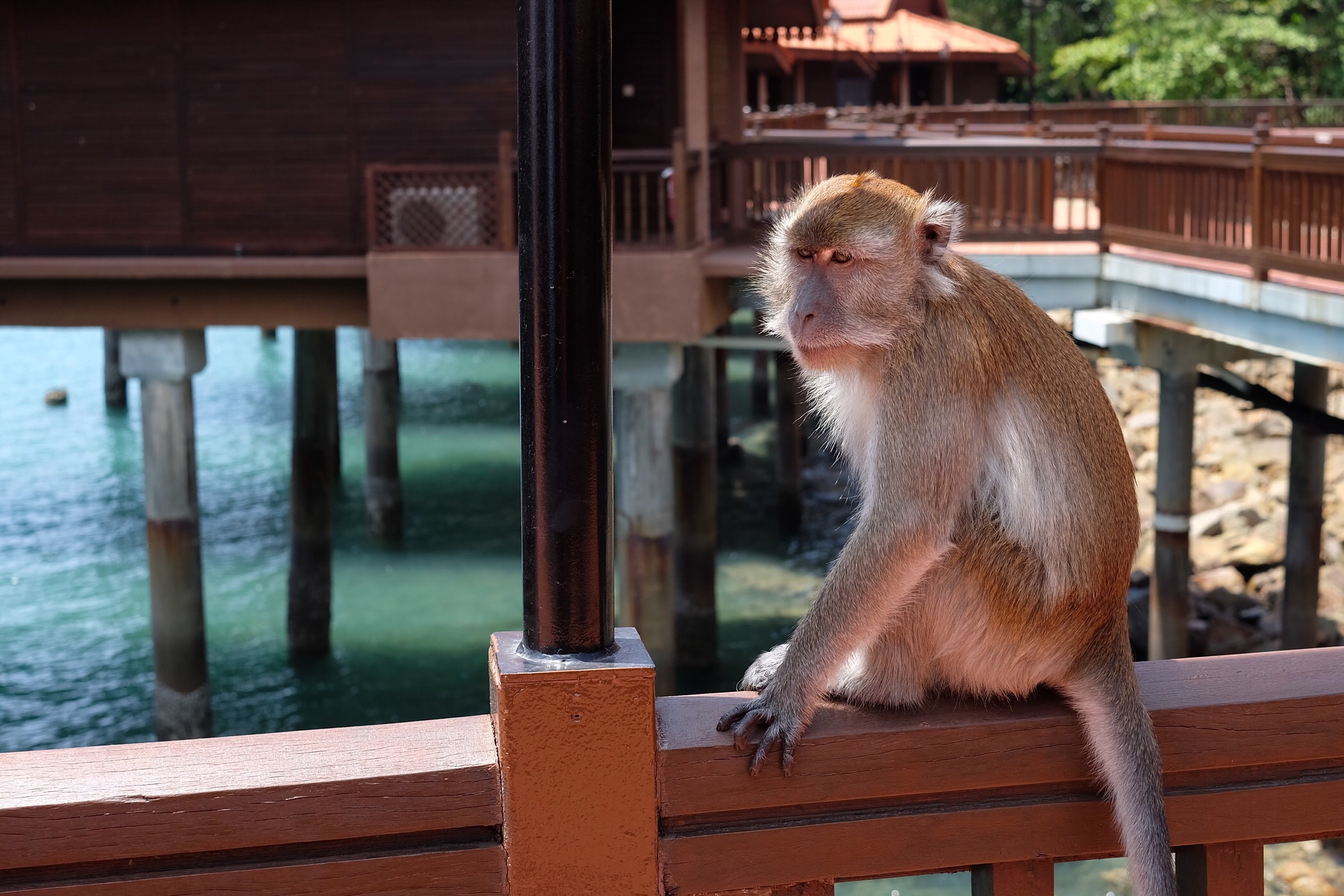 A visitor to our resort — Langkawi