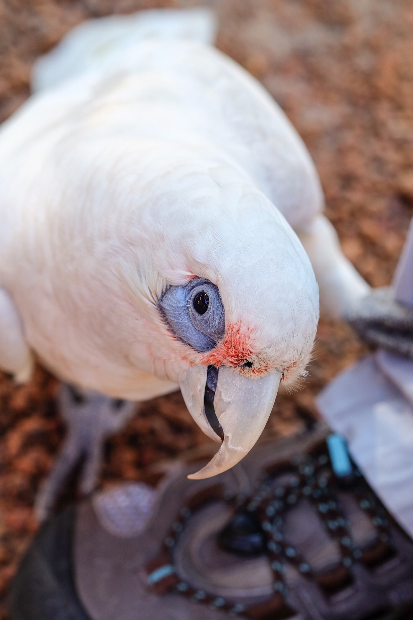 A bird investigates my shoe — Denmark, Western Australia