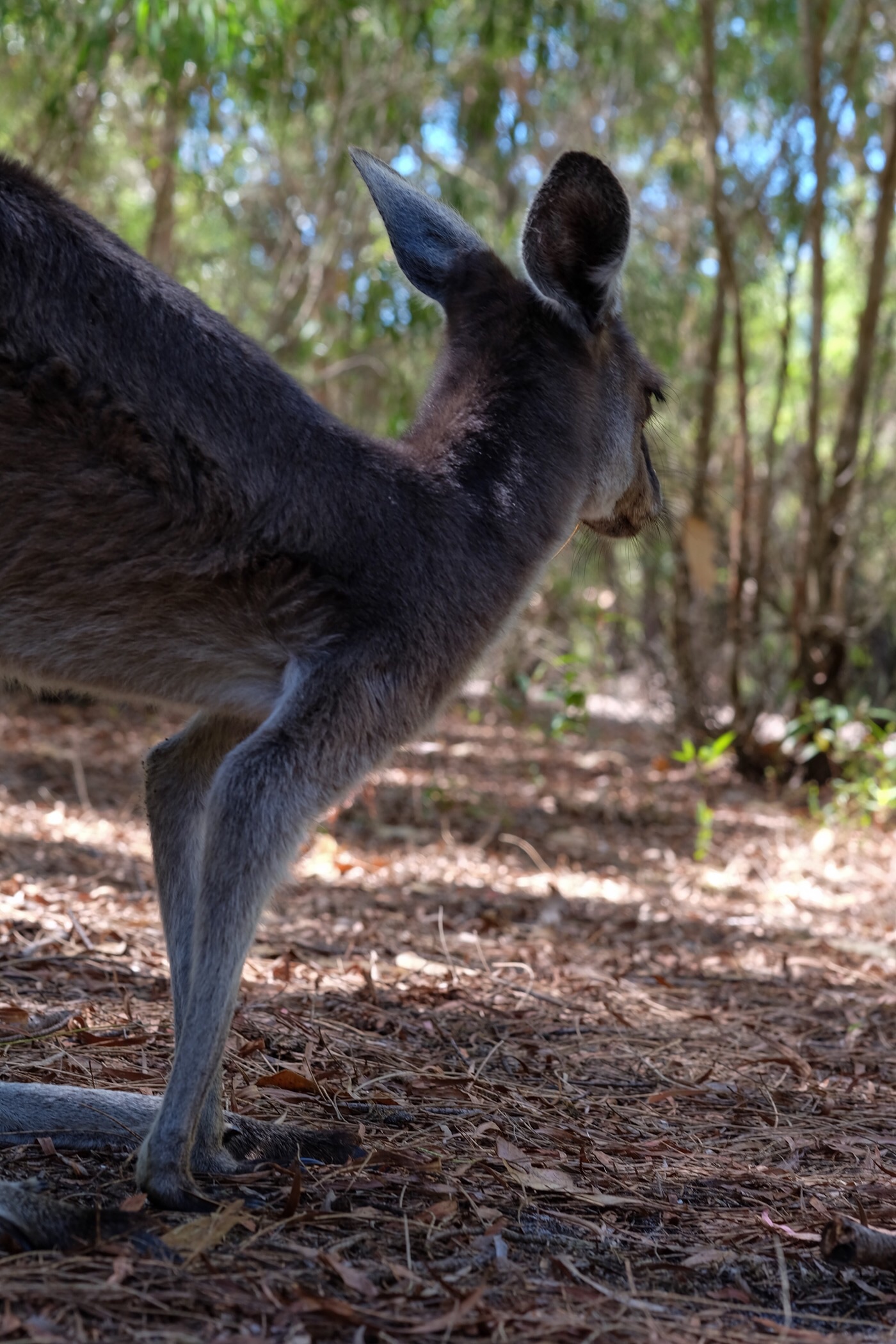 Kangaroo looking for Rowan — Denmark, Western Australia