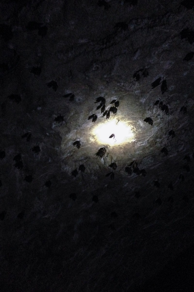 To the bat cave — Langkawi