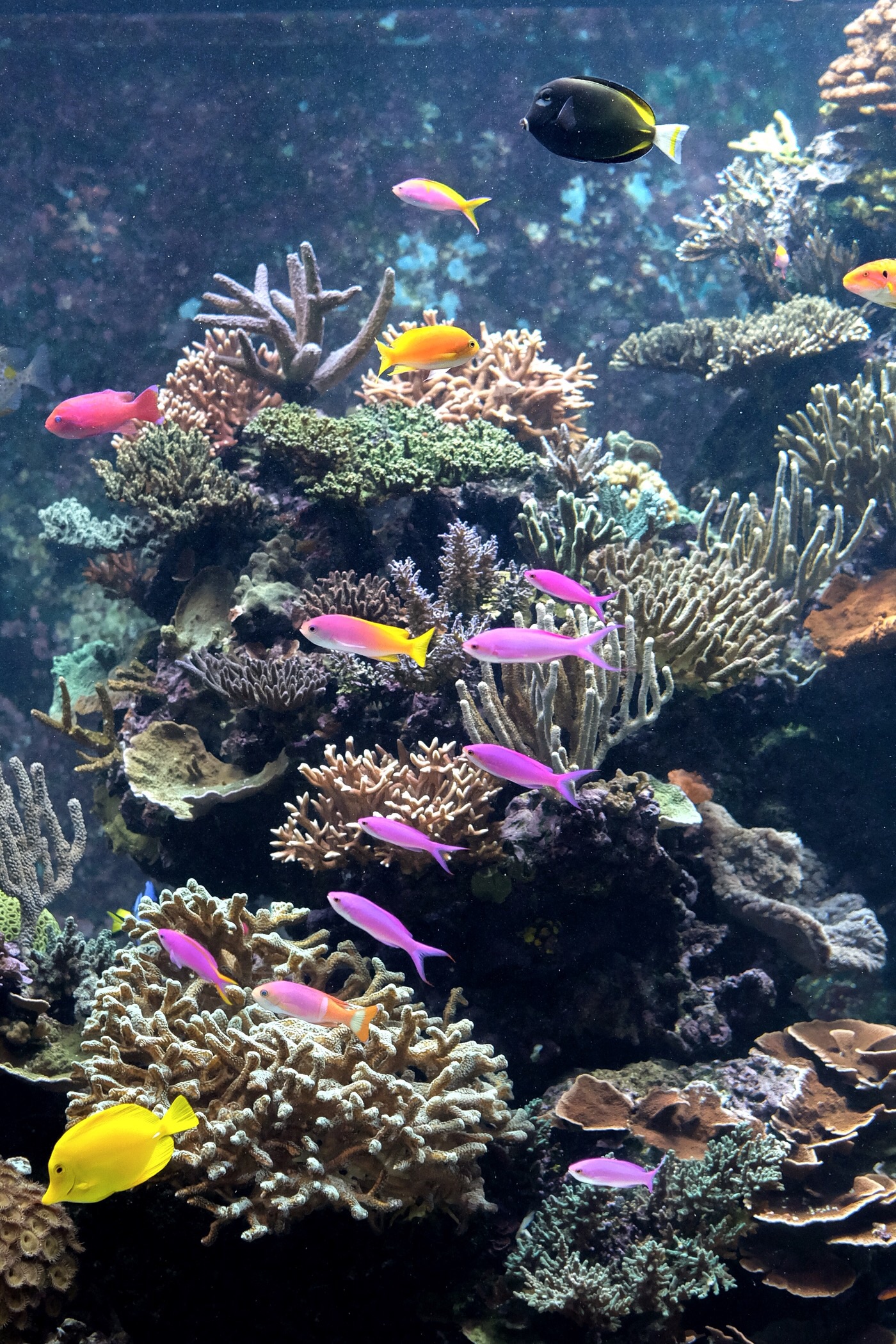 S.E.A. aquarium — Sentosa, Singapore