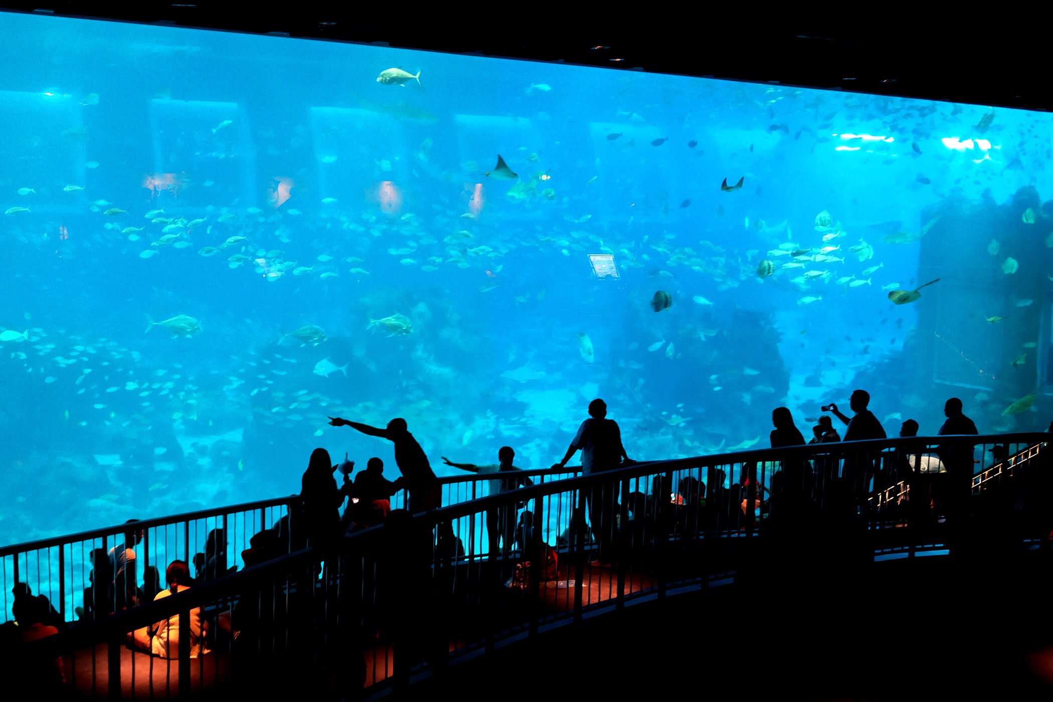 S.E.A. aquarium — Sentosa, Singapore