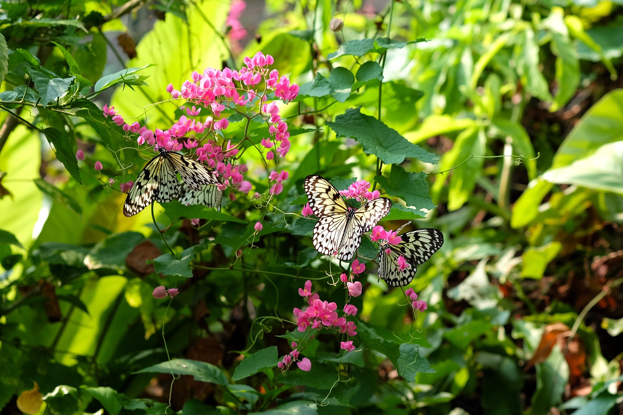 Butterfly and insect house — Sentosa, Singapore