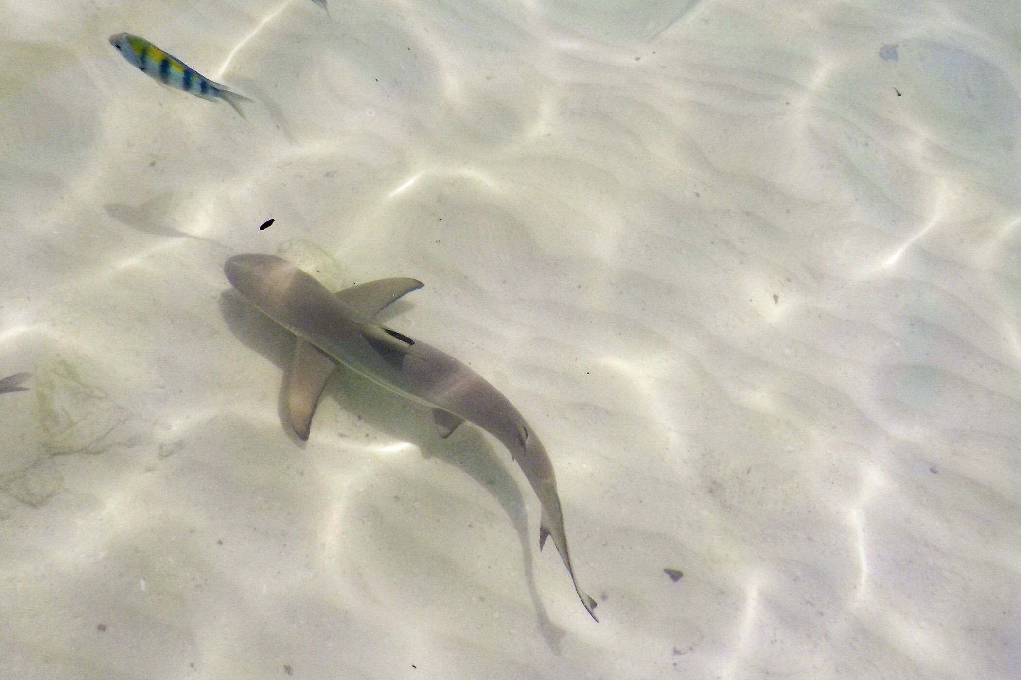 Baby Black Tipped Reef Shark — Palau Payar, Langkawi