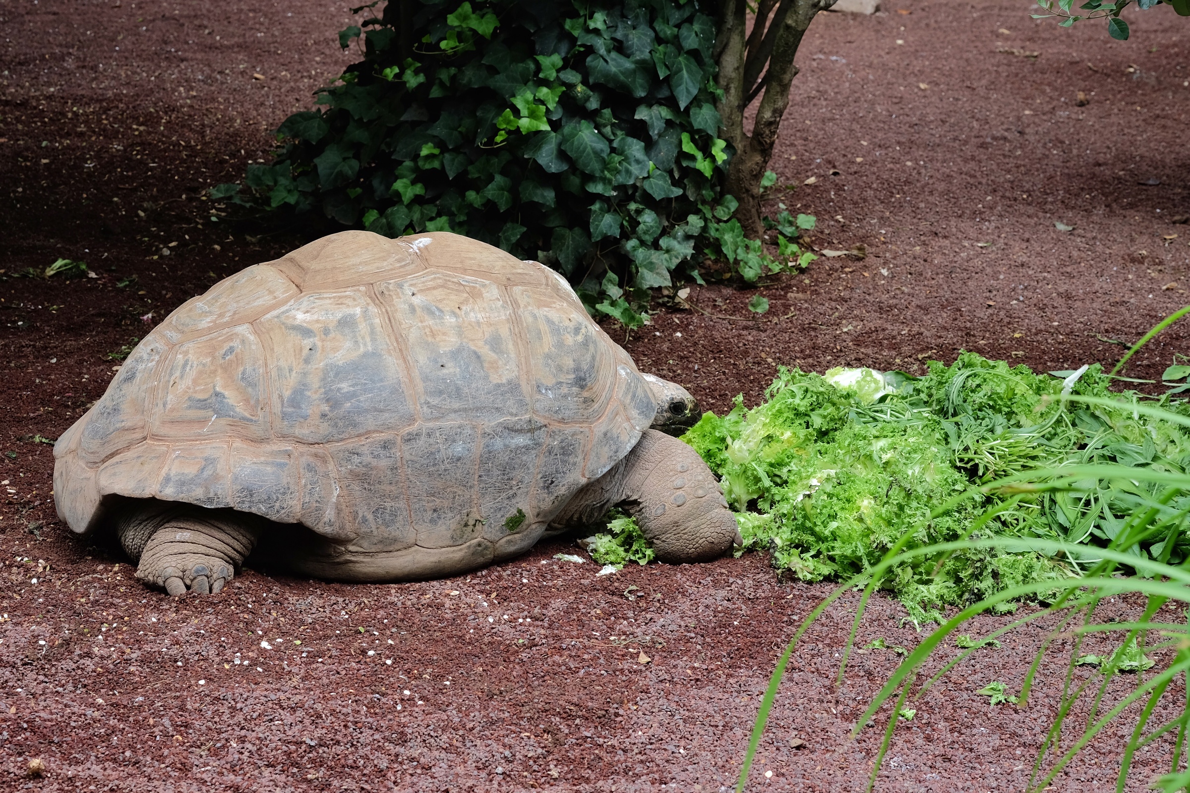Rowan took this photo of a Giant Tortoise eating an Italian salad.