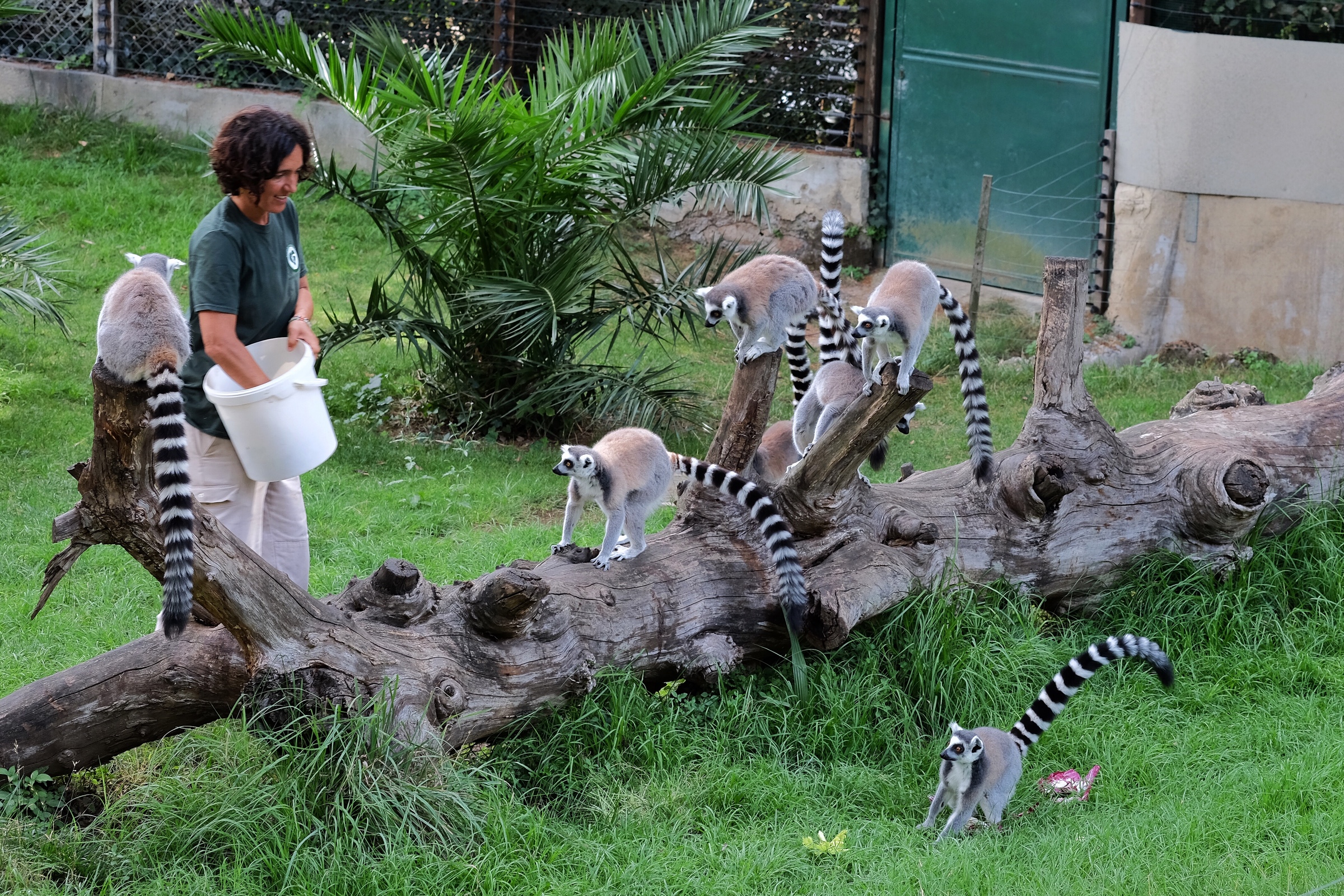 Feeding the lemurs an Italian breakfast at Bioparco Roma.