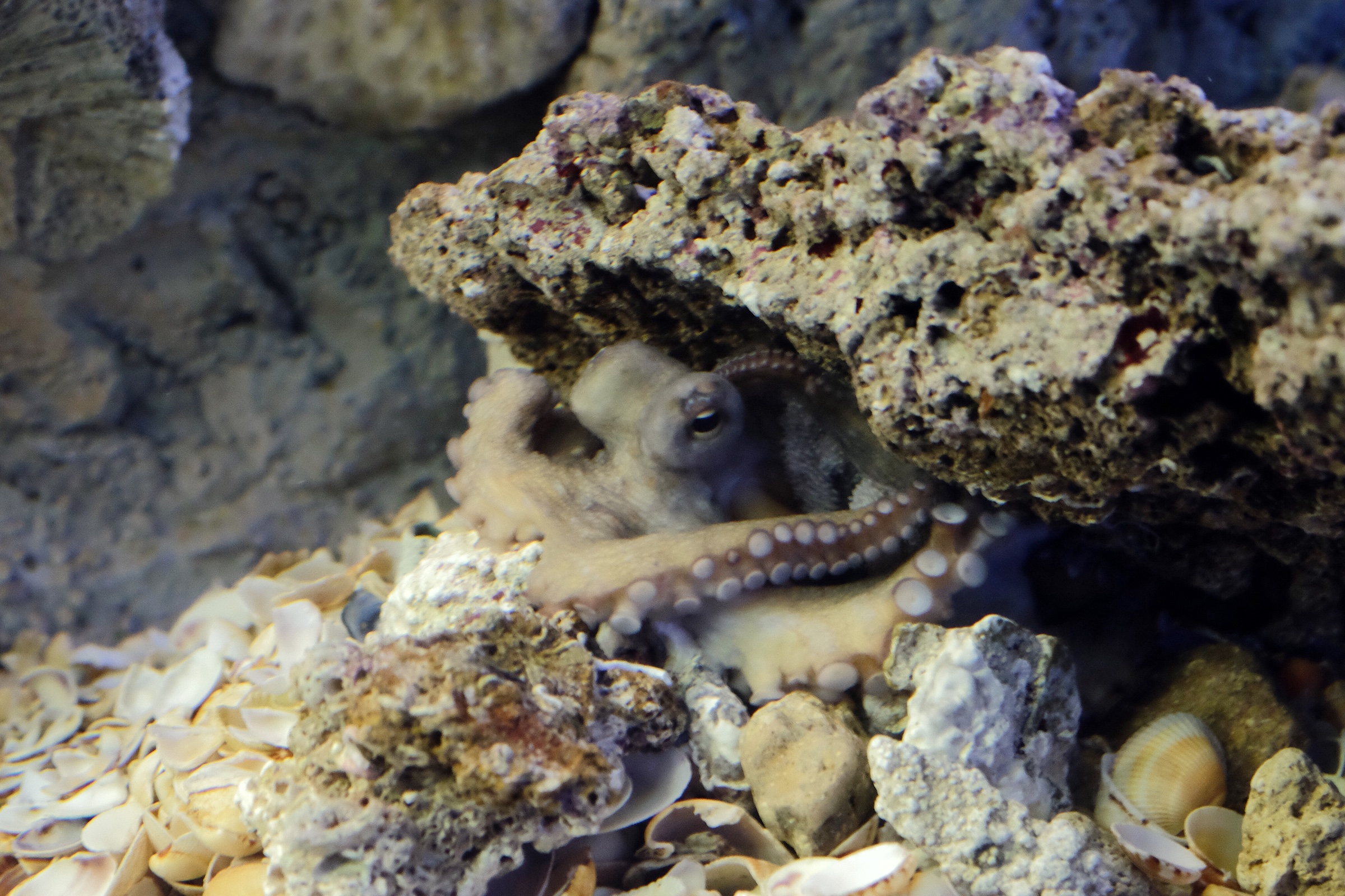An octopus in the Alien Fish exhibit at Bioparco Roma.