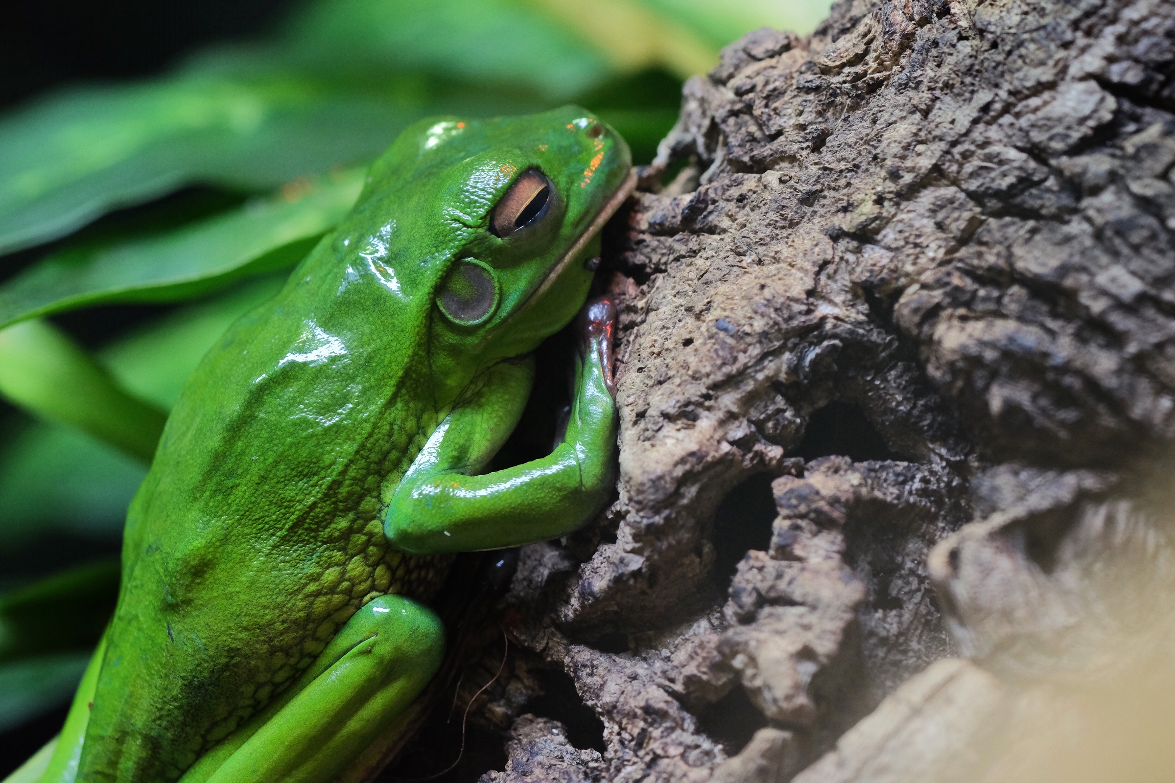 Waxy Tree Frog in the Reptile House in Bioparco Rome.