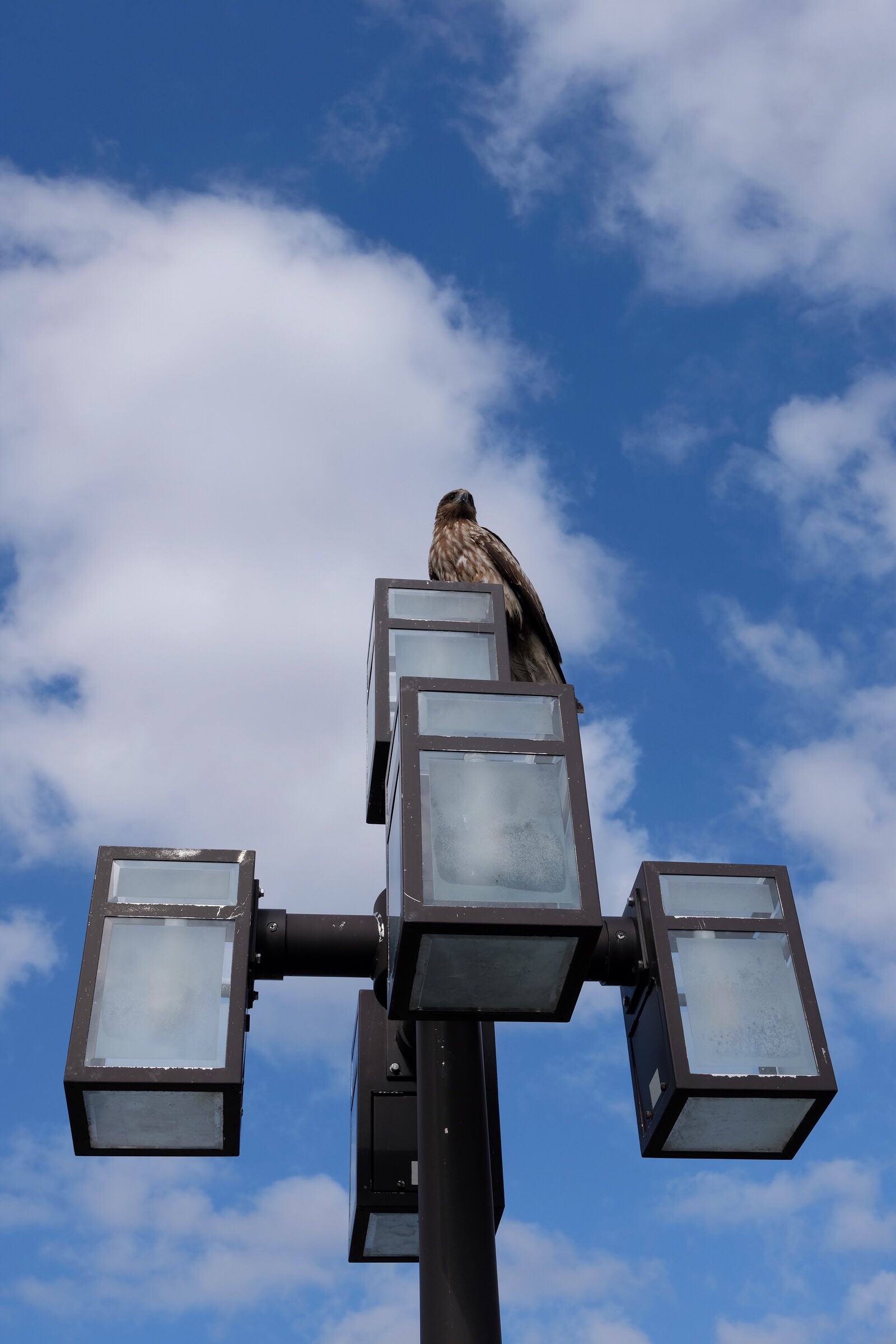 Japan – Kanazawa – Falcon