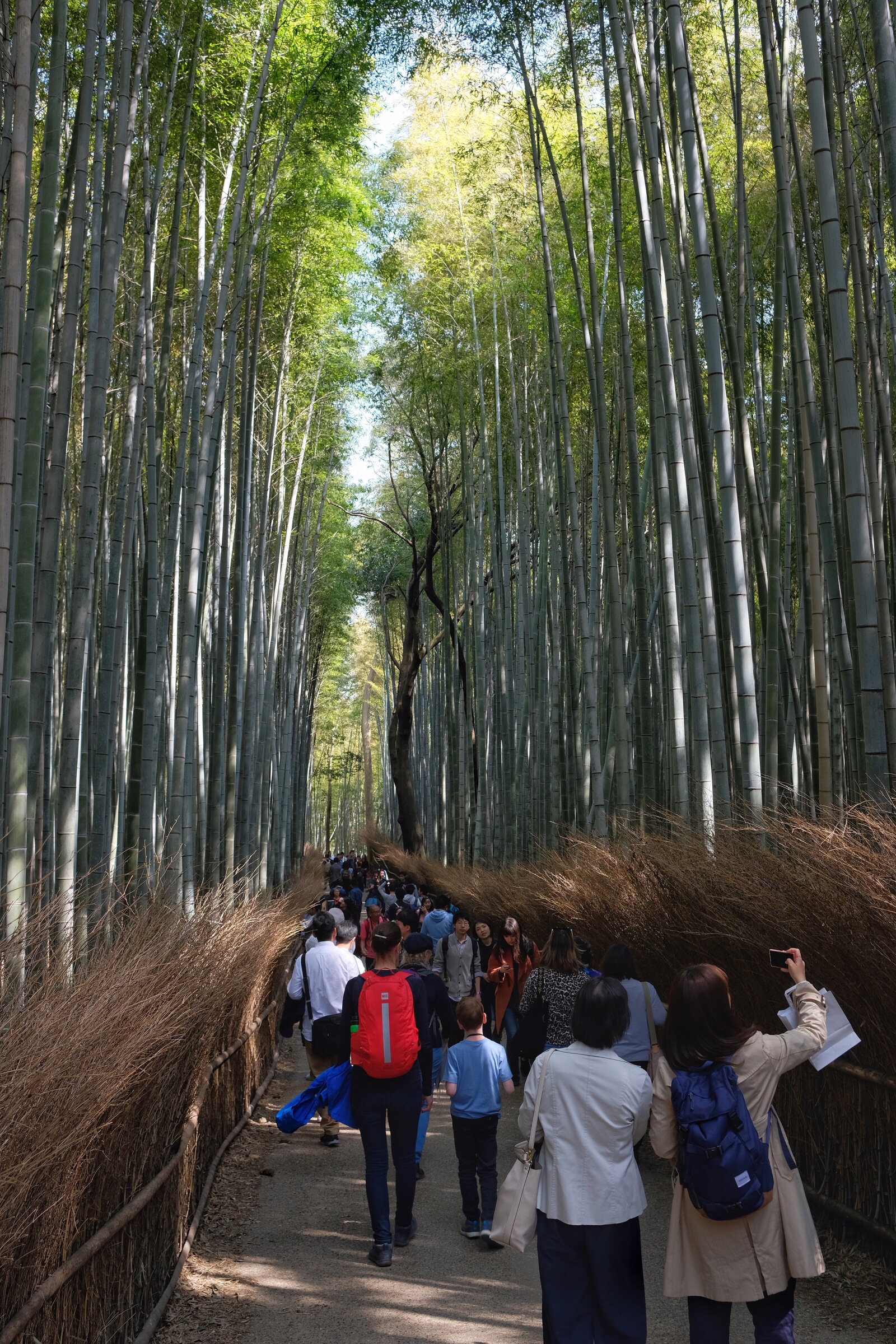 Japan - Kyoto - Bamboo forest