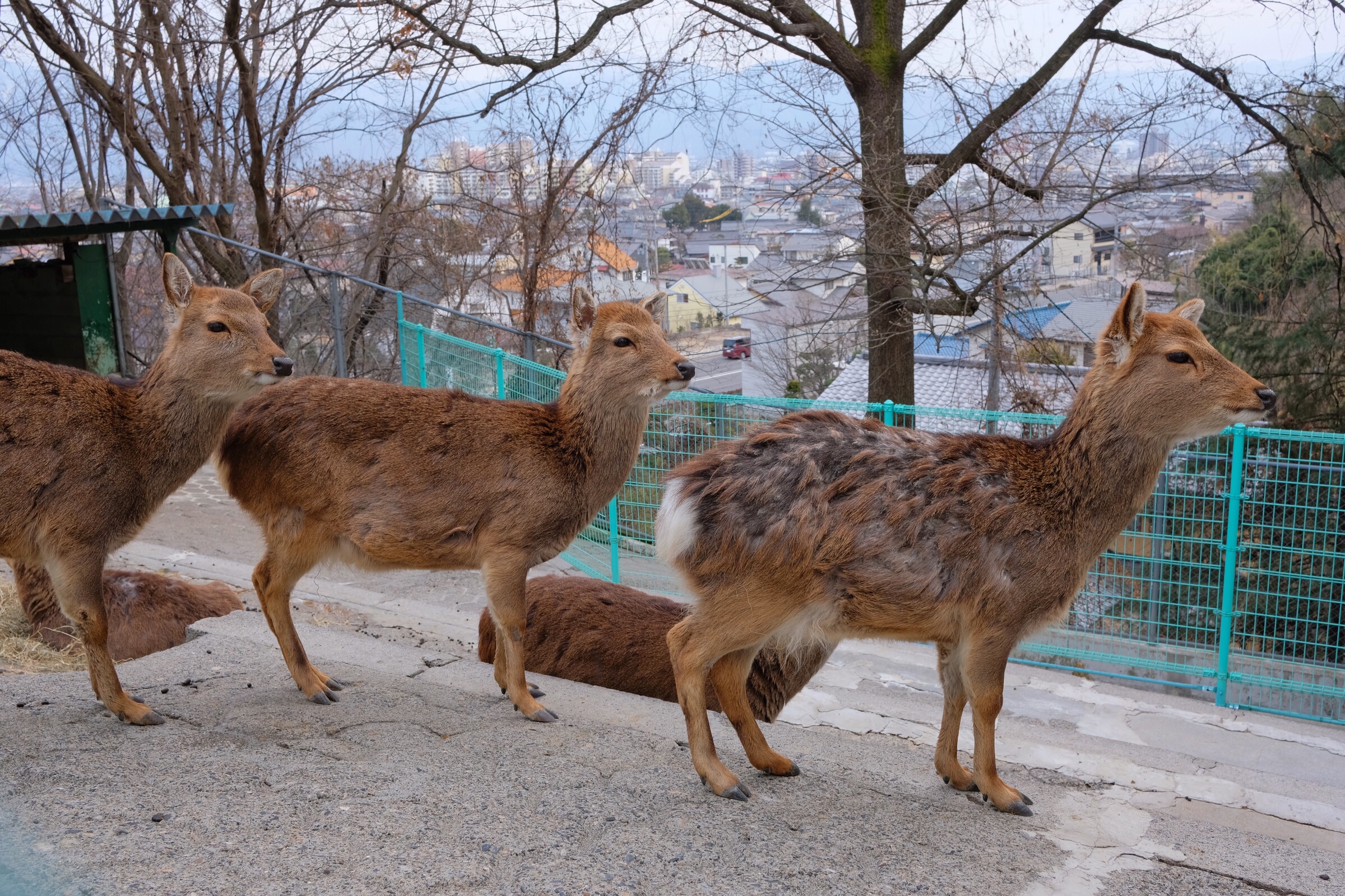 Japan – Nagano – Yaku Sika