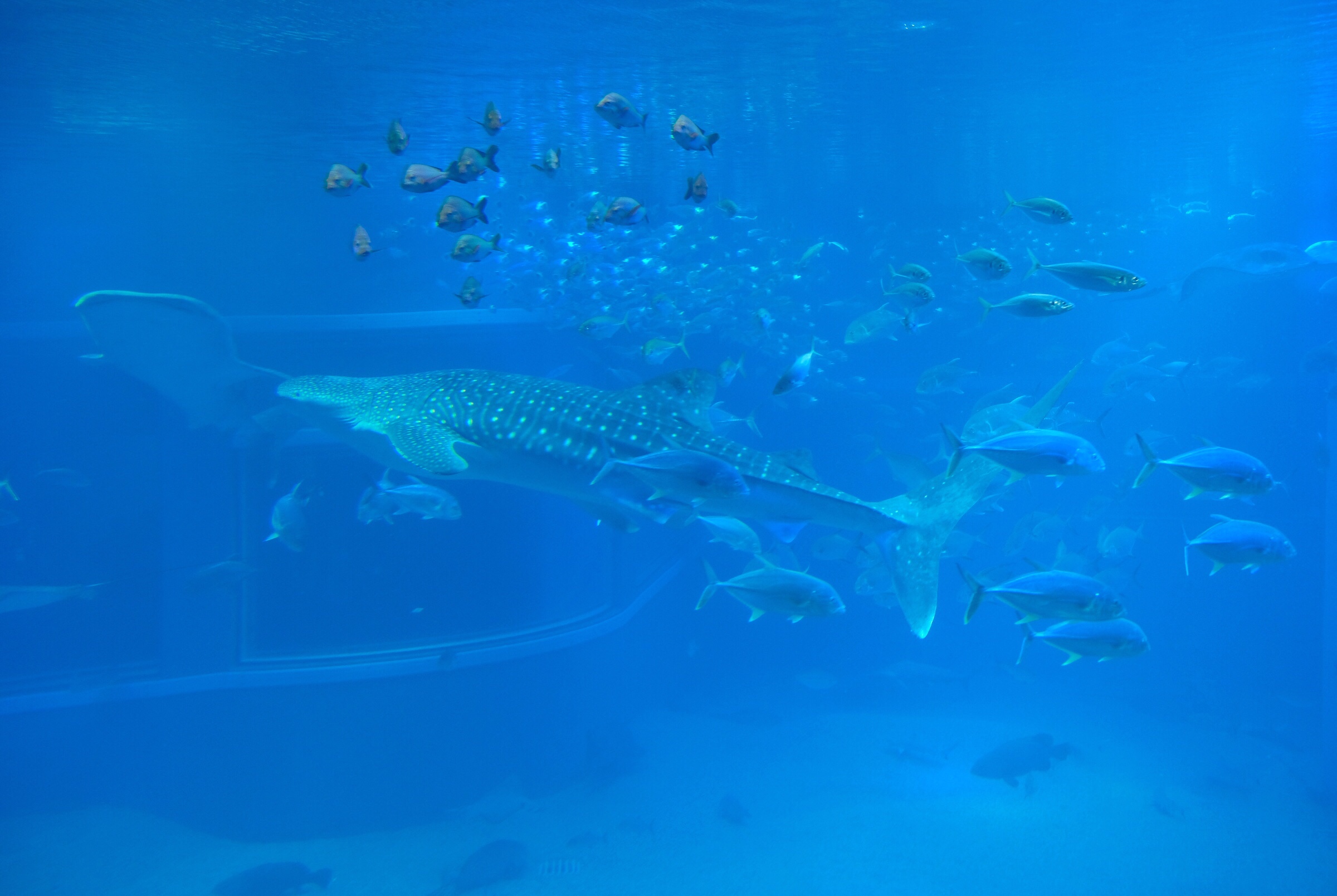 Japan - Osaka - Osaka Aquarium - Whale Sharks