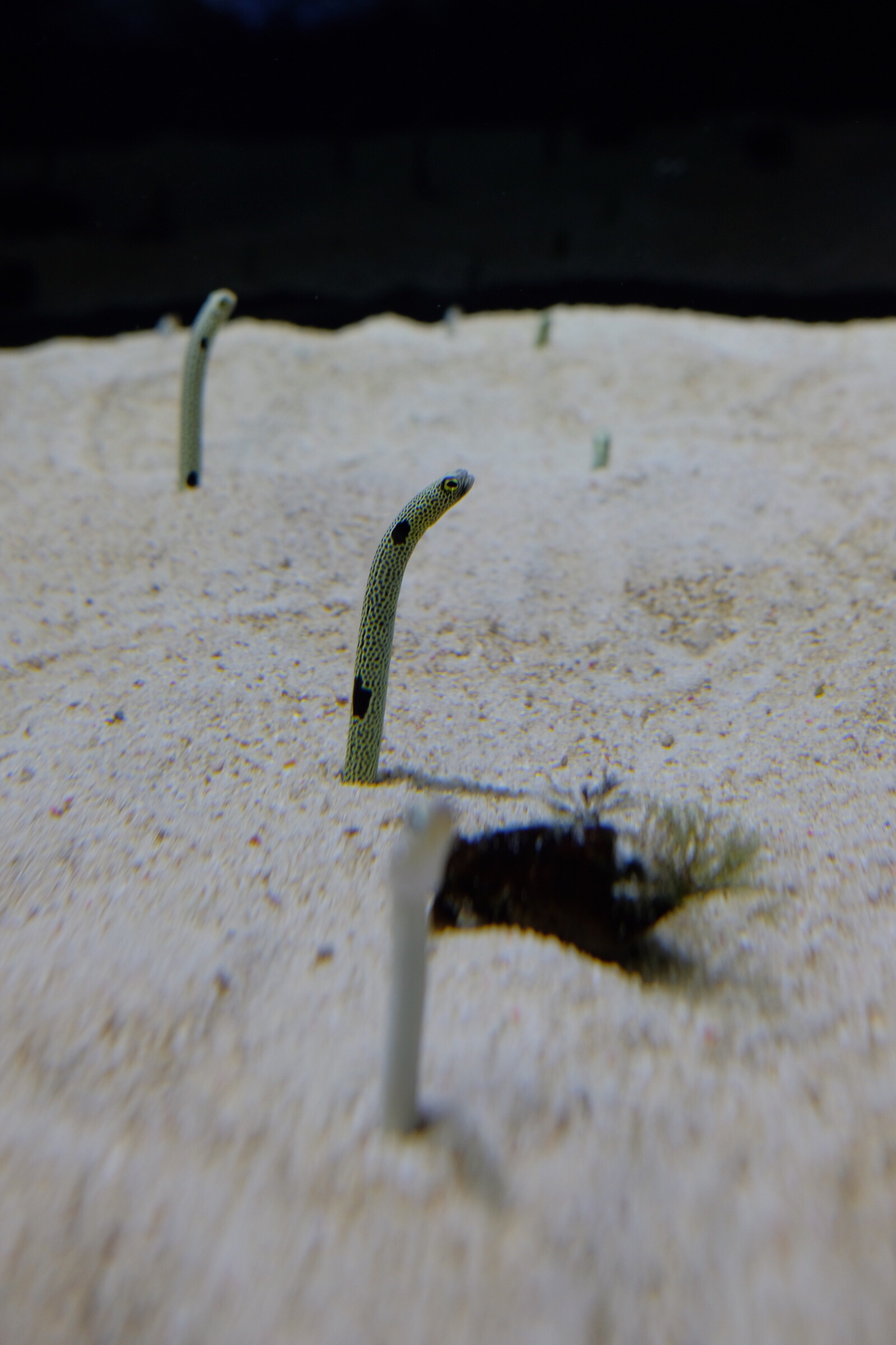 Japan – Tokyo – Sumida Aquarium – Garden Eel