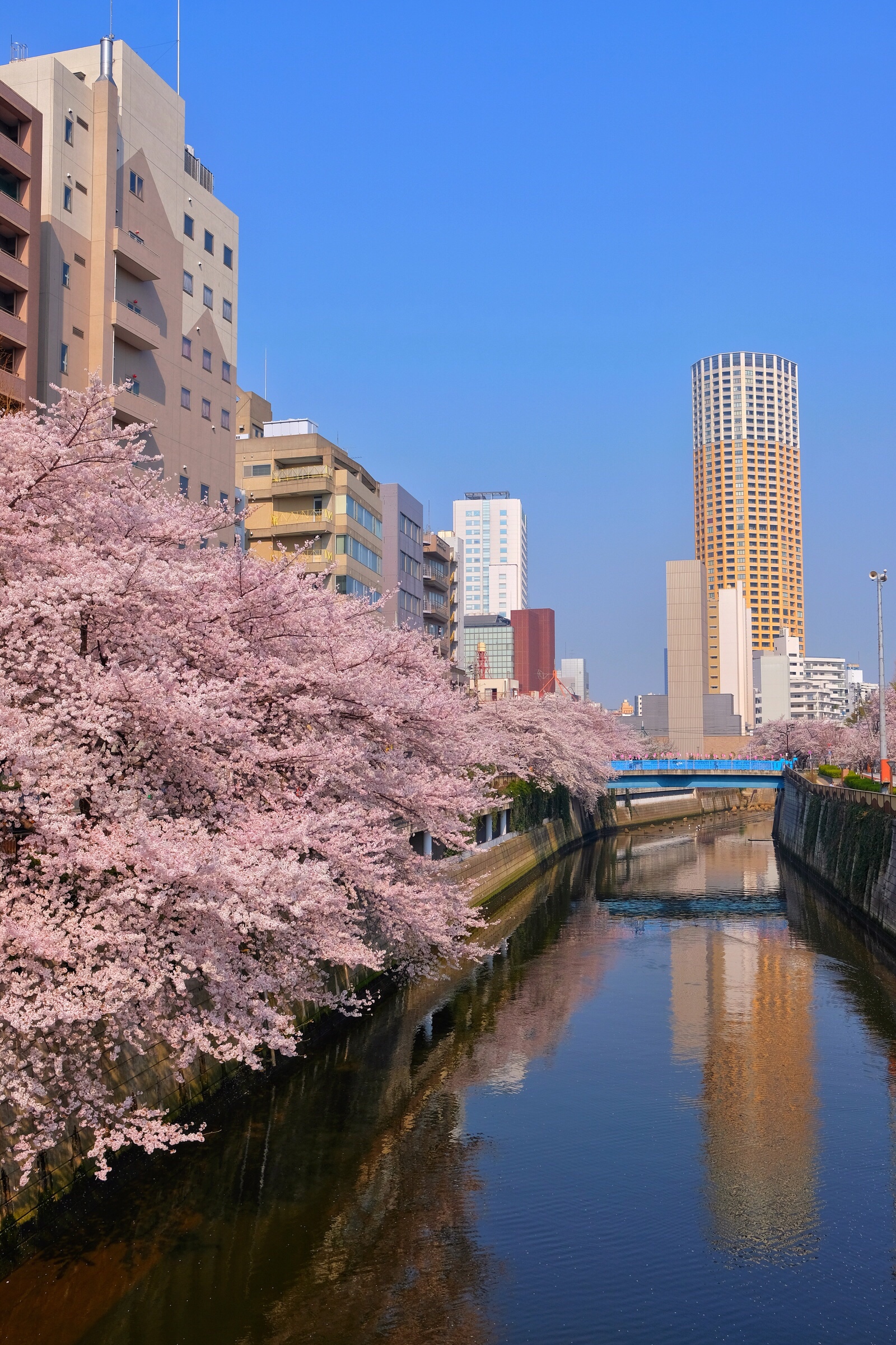 Japan – Tokyo – Meguro River – Cherry Blossoms