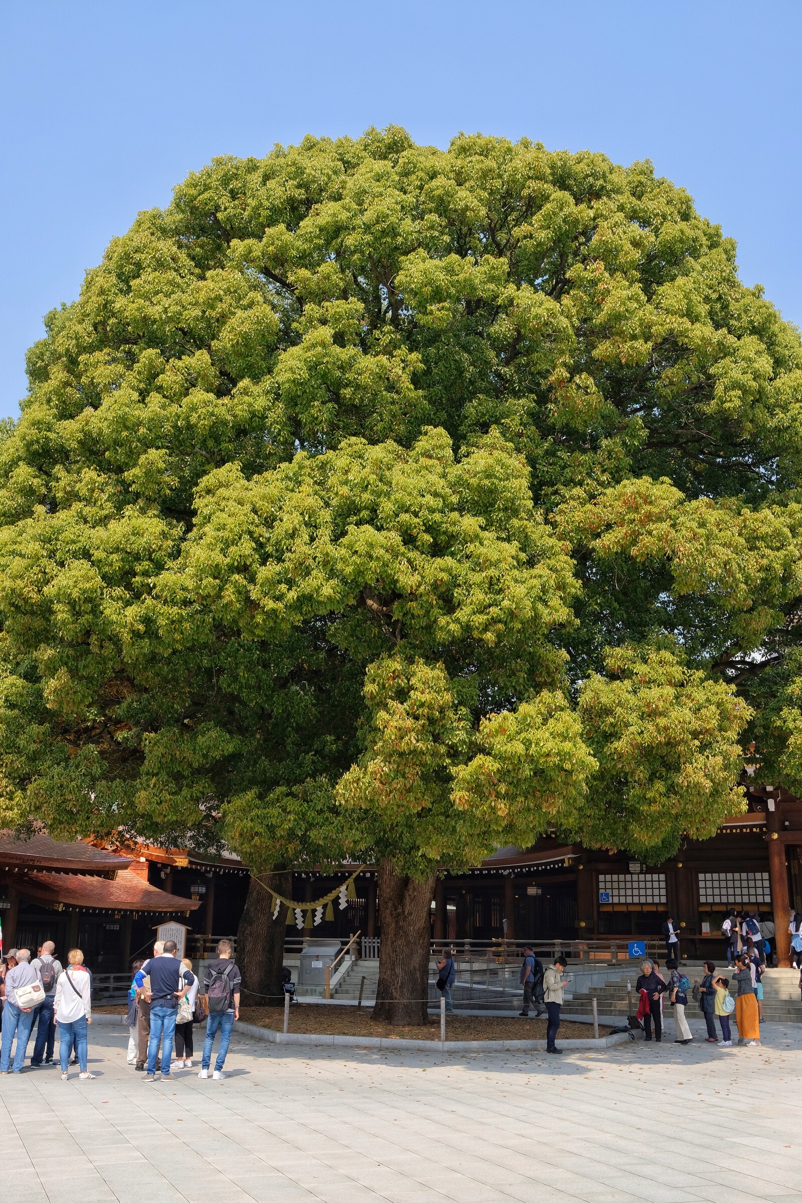 Japan – Tokyo – Meiji Shrine – Husband and wife trees