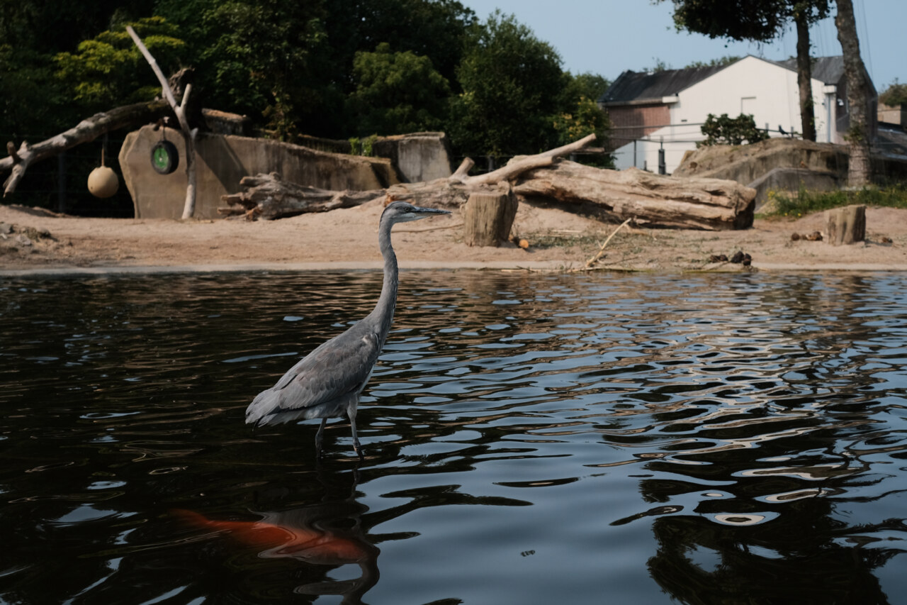 ARTIS Amsterdam Royal Zoo